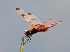 Celithemis elisa