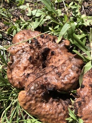 Gyromitra infula