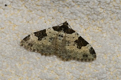 Xanthorhoe fluctuata