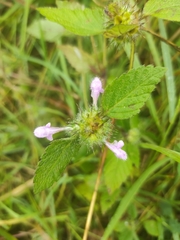 Galeopsis