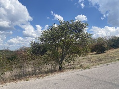 Cercis canadensis texensis