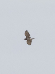 Circaetus gallicus