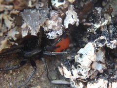 Castianeira walsinghami