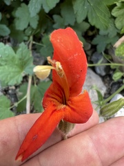 Erythranthe cardinalis