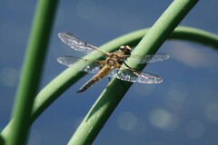 Libellula quadrimaculata