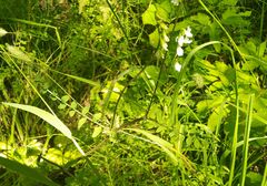 Vicia sylvatica