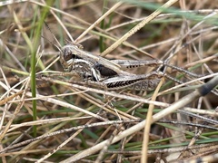 Melanoplus