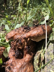 Gyromitra infula