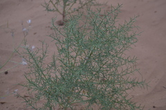 Alhagi pseudalhagi