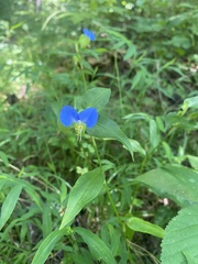 Commelina communis
