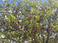 Cercis canadensis texensis