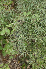 Rhamnus erythroxyloides