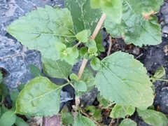 Brickellia californica