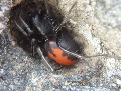 Castianeira walsinghami