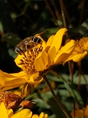 Eristalis hirta