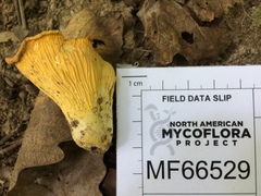 Cantharellus chicagoensis