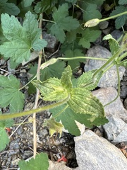 Erythranthe cardinalis