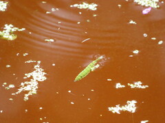 Pterygota