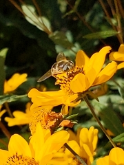 Eristalis hirta