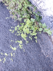 Brickellia californica