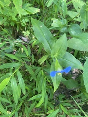 Commelina communis