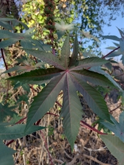 Ricinus communis