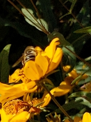 Eristalis hirta