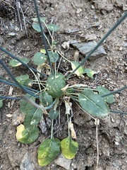 Eriogonum nudum