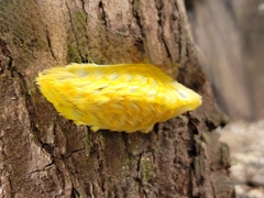 Megalopyginae