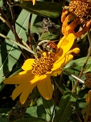 Sericomyia flagrans