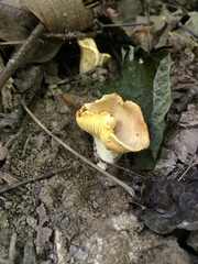 Cantharellus chicagoensis