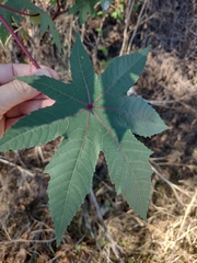 Ricinus communis
