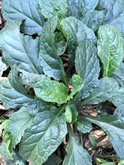 Ajuga