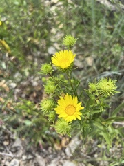 Grindelia lanceolata