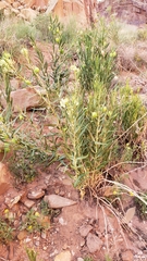 Asclepias labriformis