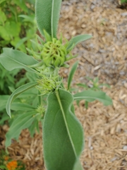 Helianthus maximiliani
