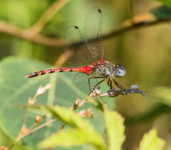 Sympetrum ambiguum