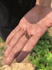 Ammotrechidae