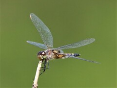 Celithemis martha