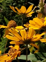 Sericomyia flagrans