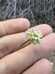 Eriogonum nudum
