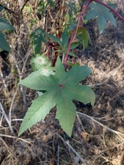 Ricinus communis
