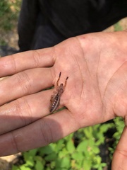 Ammotrechidae