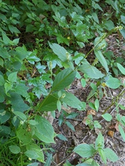 Achyranthes japonica