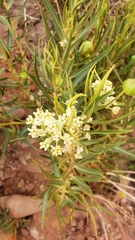 Asclepias labriformis