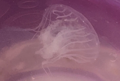 Chrysaora chesapeakei