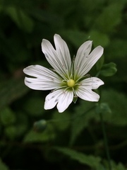 Cerastium davuricum