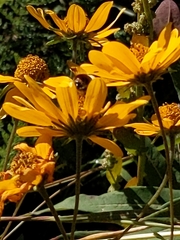 Sericomyia flagrans