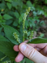 Achyranthes japonica