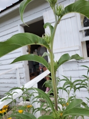 Helianthus maximiliani
